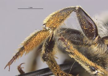 Media type: image;   Entomology 15708 Aspect: Leg hind